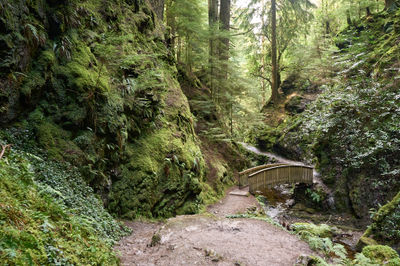 Puck's Glen, Cowal peninsula, Scotland. The bridge, weathered and worn, is almost camouflaged by the surrounding moss-covered environment.