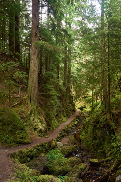 Puck's Glen, Cowal peninsula, Scotland. Towering trees blanketed in vibrant green moss dominate the scene.