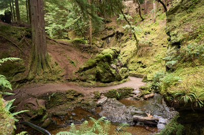 Puck's Glen, Cowal peninsula, Scotland. Towering trees blanketed in vibrant green moss dominate the scene