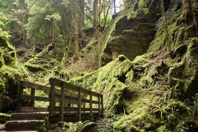 A mossy forest forms the backdrop for a tranquil scene, featuring a wooden bridge that stretches across a lush green canyon. Puck's Glen, Cowal peninsula, Scotland