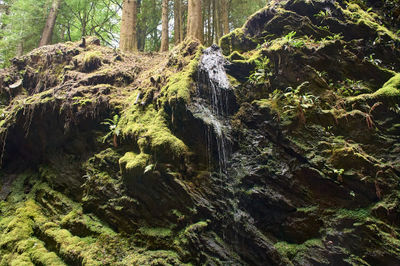 A tranquil moss-covered rock in a lush forest with a cascading waterfall and vibrant green surroundings.