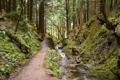 Puck's Glen, Cowal peninsula, Scotland. In the heart of a serene, verdant forest, a small stream meanders gracefully through the picturesque landscape