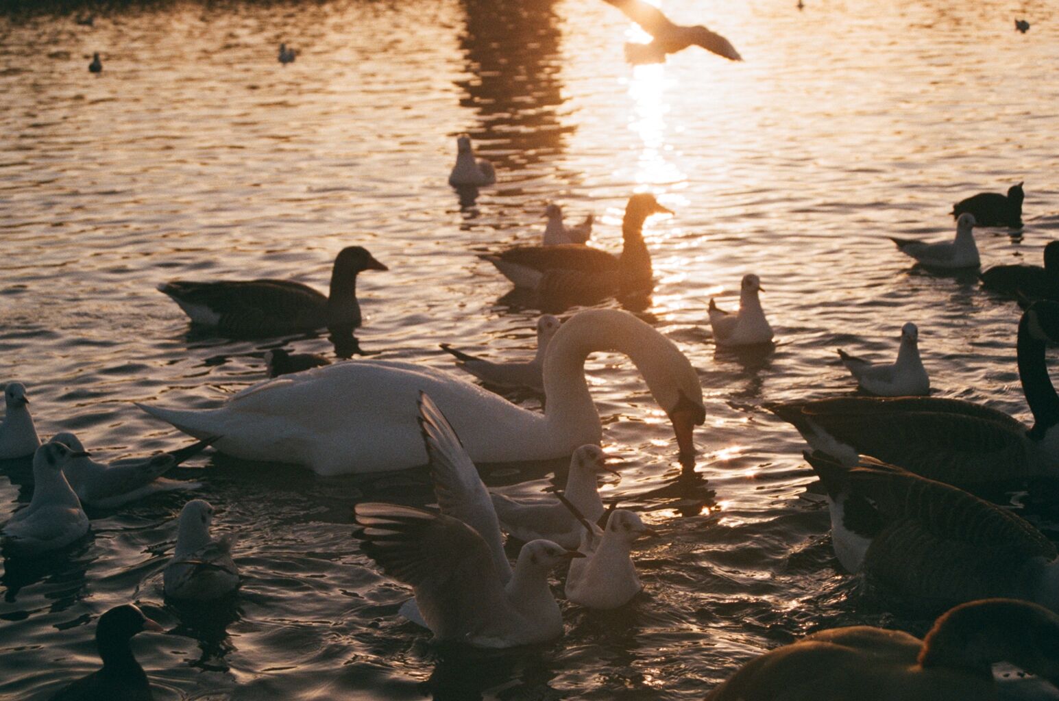 Swans in Hyde Park