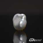 Keshi Pearl (Moti) 7.06 Carat (7.76Ratti) - Image 2