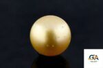 Golden South Sea Pearl (Moti) 10.51 Carat (11.56 Ratti)