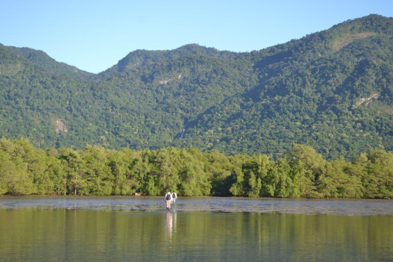 Vista de longe de um manguezal