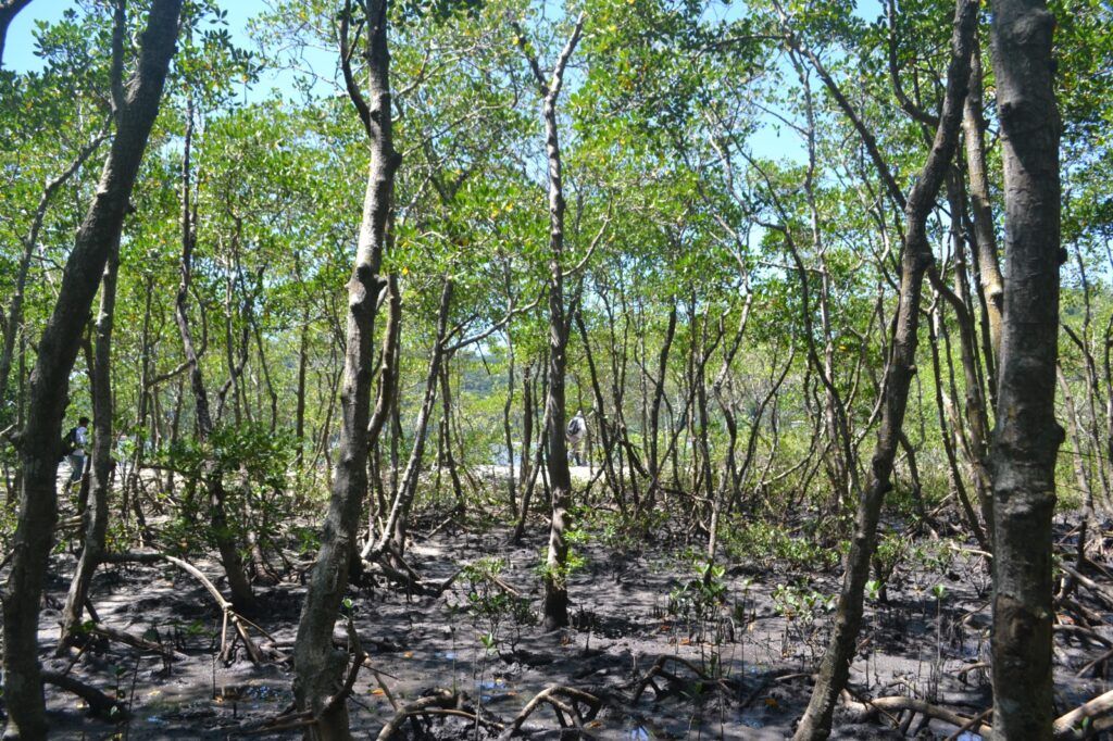 Interior de um manguezal
