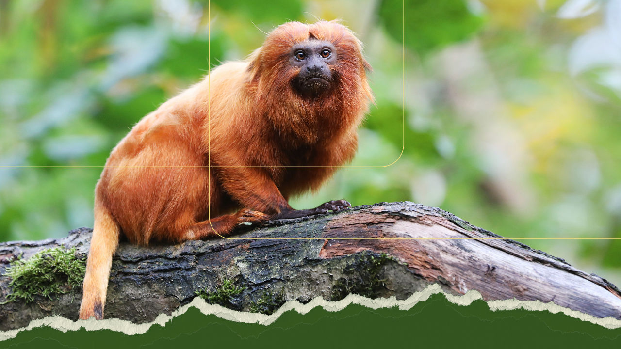 Espécies Ameaçadas de Extinção no Brasil - Geotrópicos