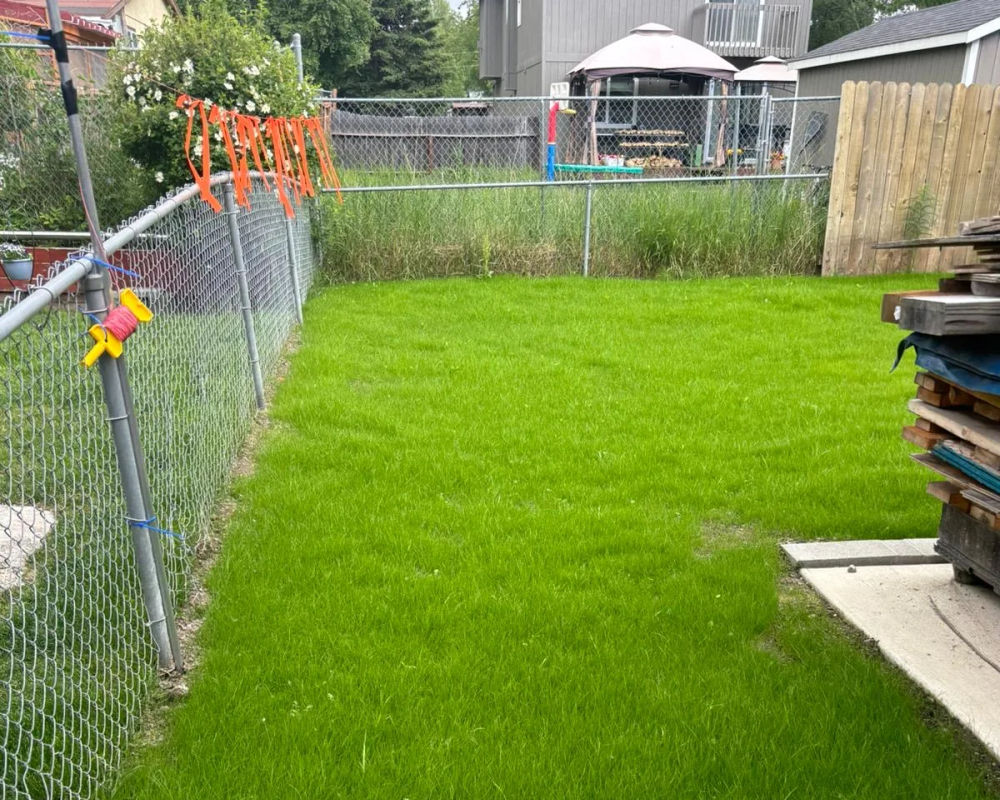 Fresh sod lawn installation in residential backyard, Eagle River Alaska