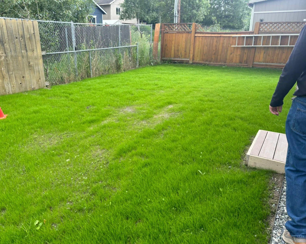 Sod lawn around a new residential landscape, Anchorage Alaska