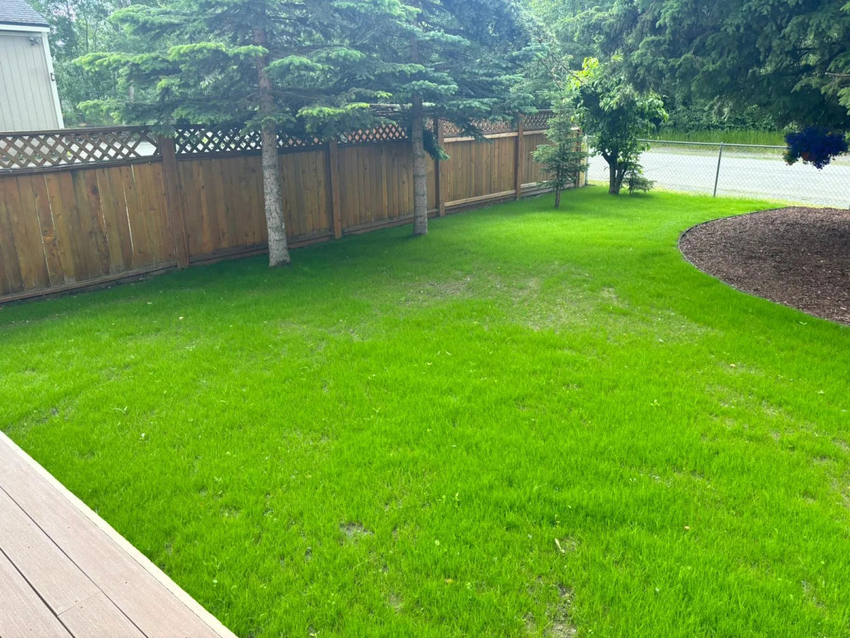Hydroseed slurry freshly applied to an Anchorage lawn
