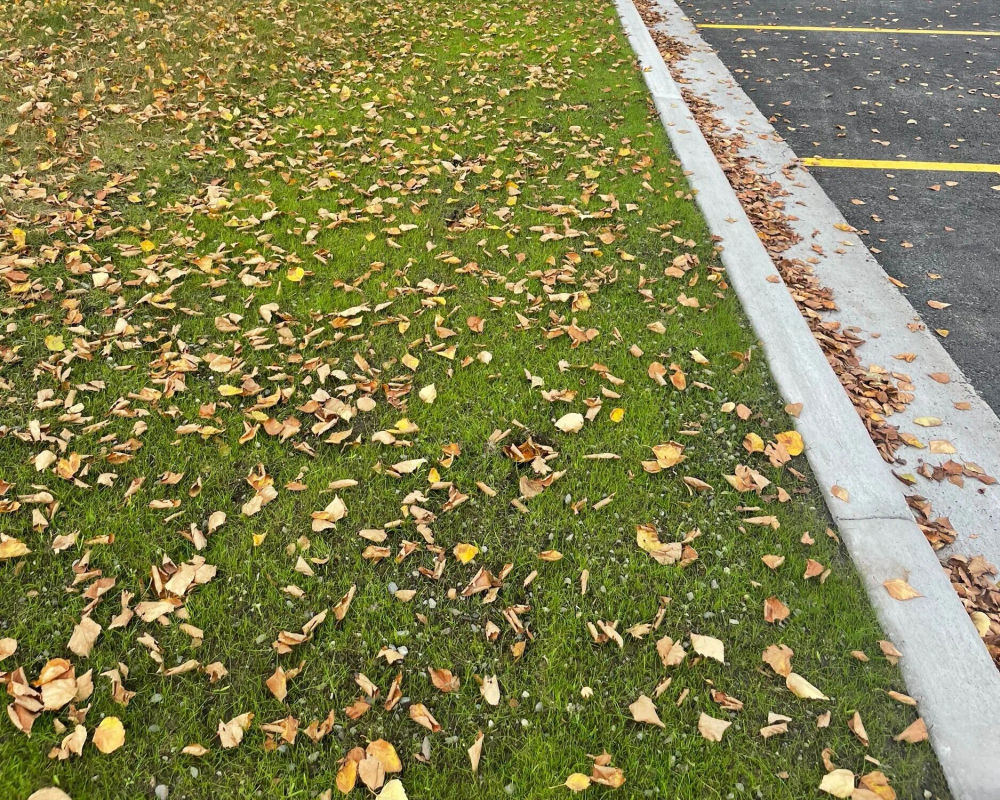 Hydroseeded lawn by Titan LLC — Anchorage, AK