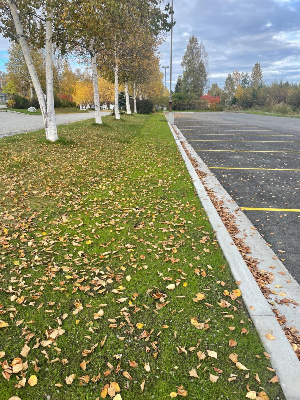 Cold-hardy grass establishing on an Anchorage property
