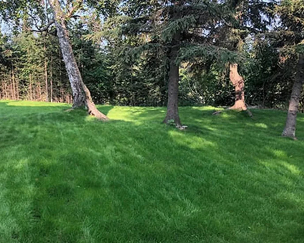 Hydroseeded lawn by Titan LLC — Anchorage, AK