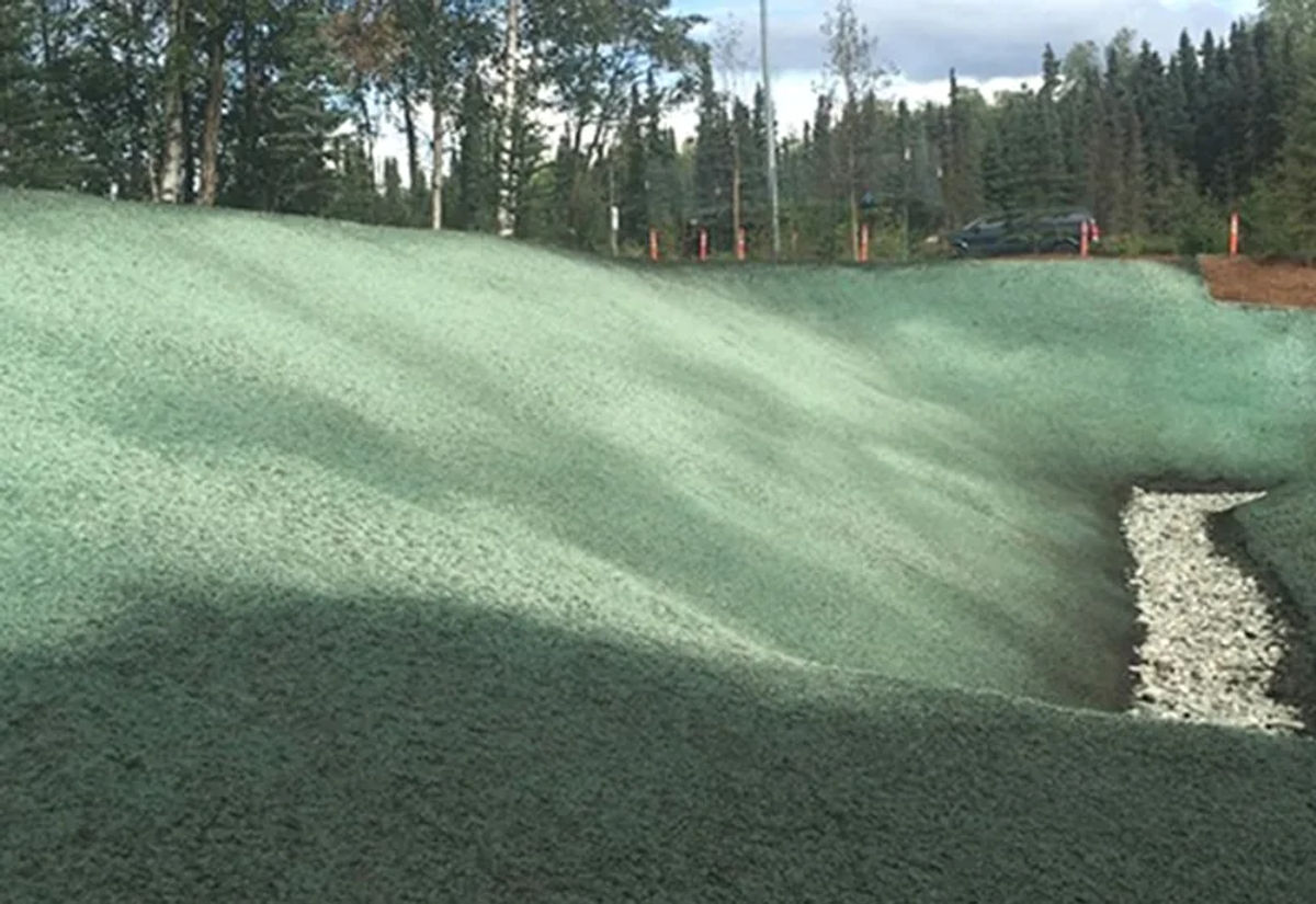 Cold-hardy grass establishing near Palmer, Alaska