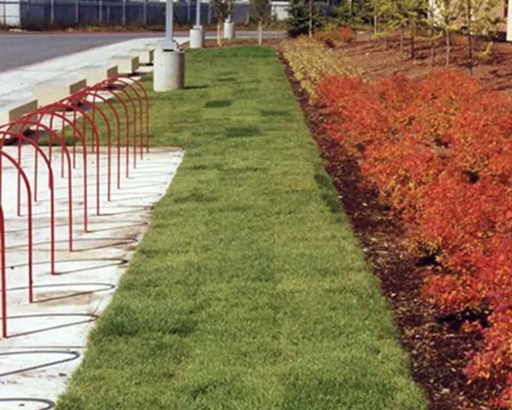 Hydroseeded lawn by Titan LLC — Anchorage, AK