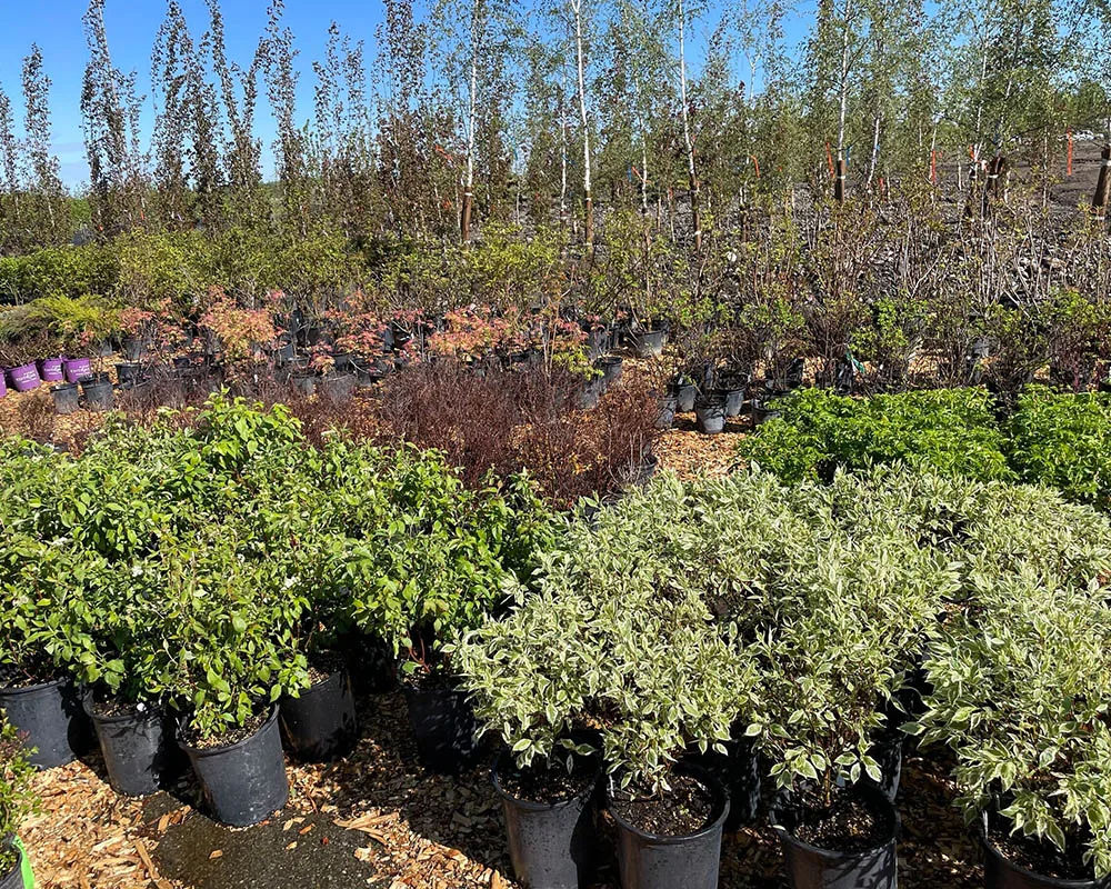 Newly planted trees and shrubs in a residential yard, Eagle River Alaska