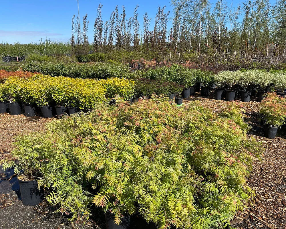 Goldmound spirea and false spirea shrubs at Titan Nursery in Palmer Alaska