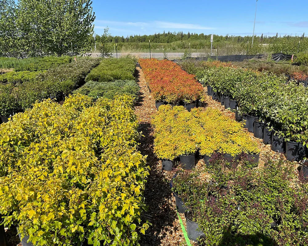 Rows of yellow and orange spirea shrubs at Titan Nursery in Anchorage Alaska