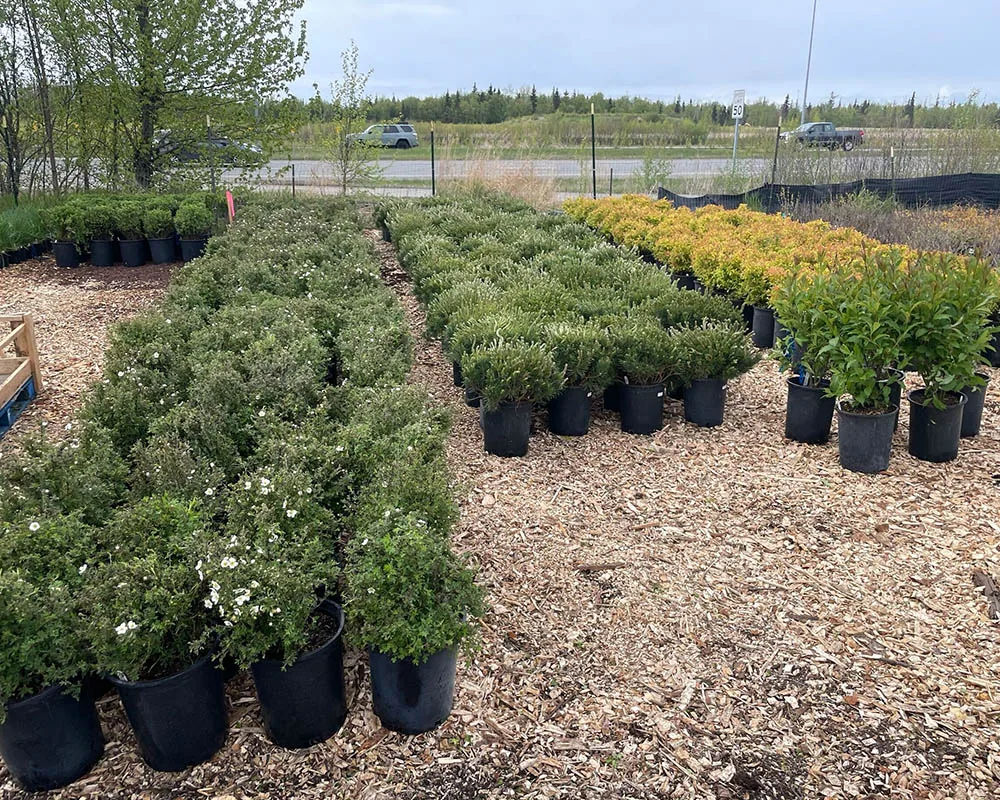 Potted potentilla and dwarf shrubs at Titan Nursery in Anchorage Alaska