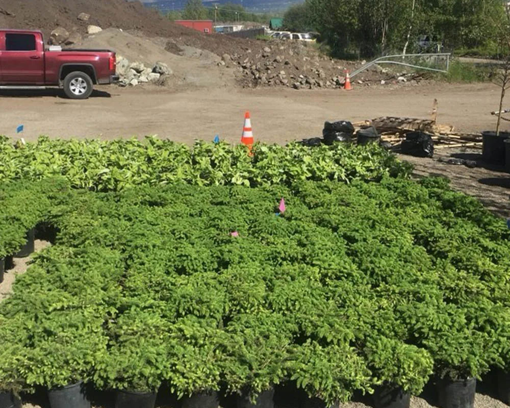 Dwarf spruce shrubs staged for landscape installation in Anchorage Alaska