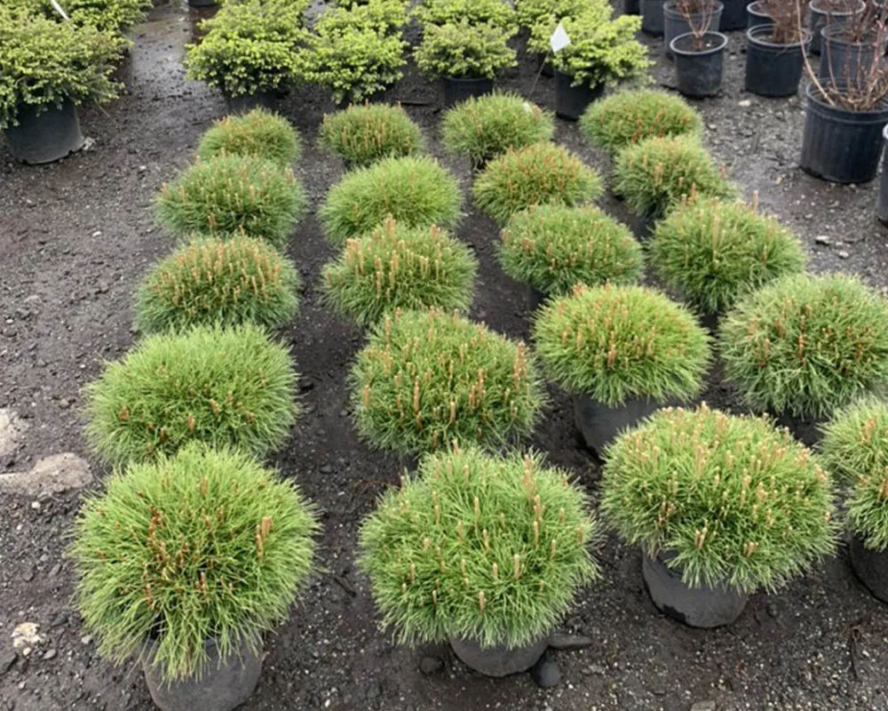 Dwarf mugo pine conifers in pots at Titan Nursery in Wasilla Alaska