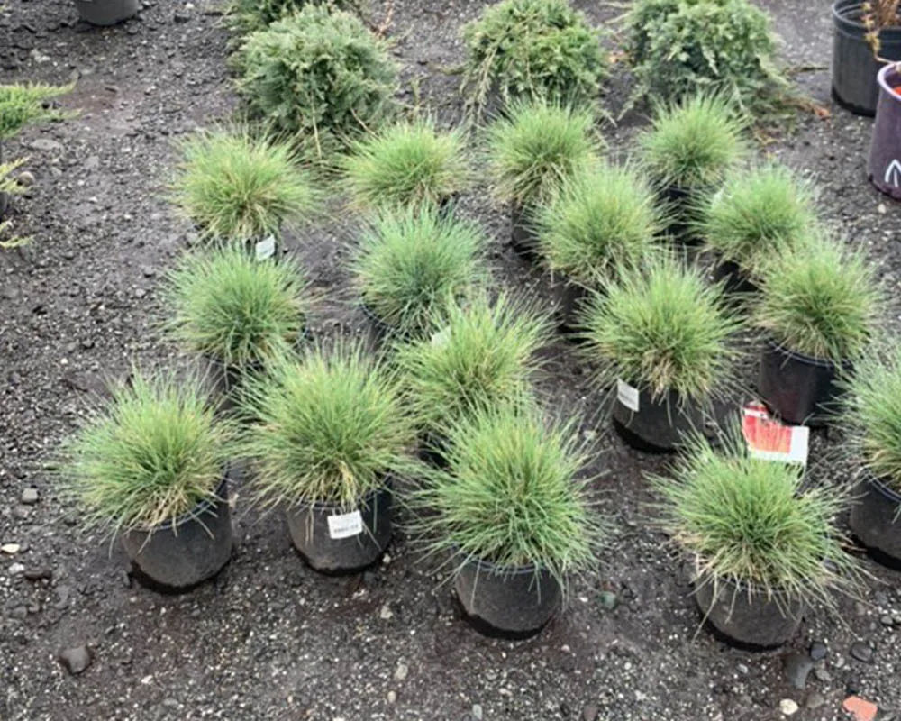Blue fescue ornamental grass perennials at Titan Nursery in Wasilla Alaska