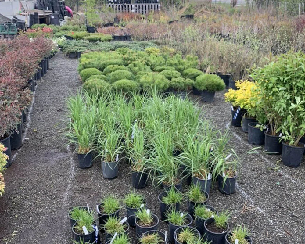 Ornamental grasses and perennial sedges at Titan Nursery in Palmer Alaska