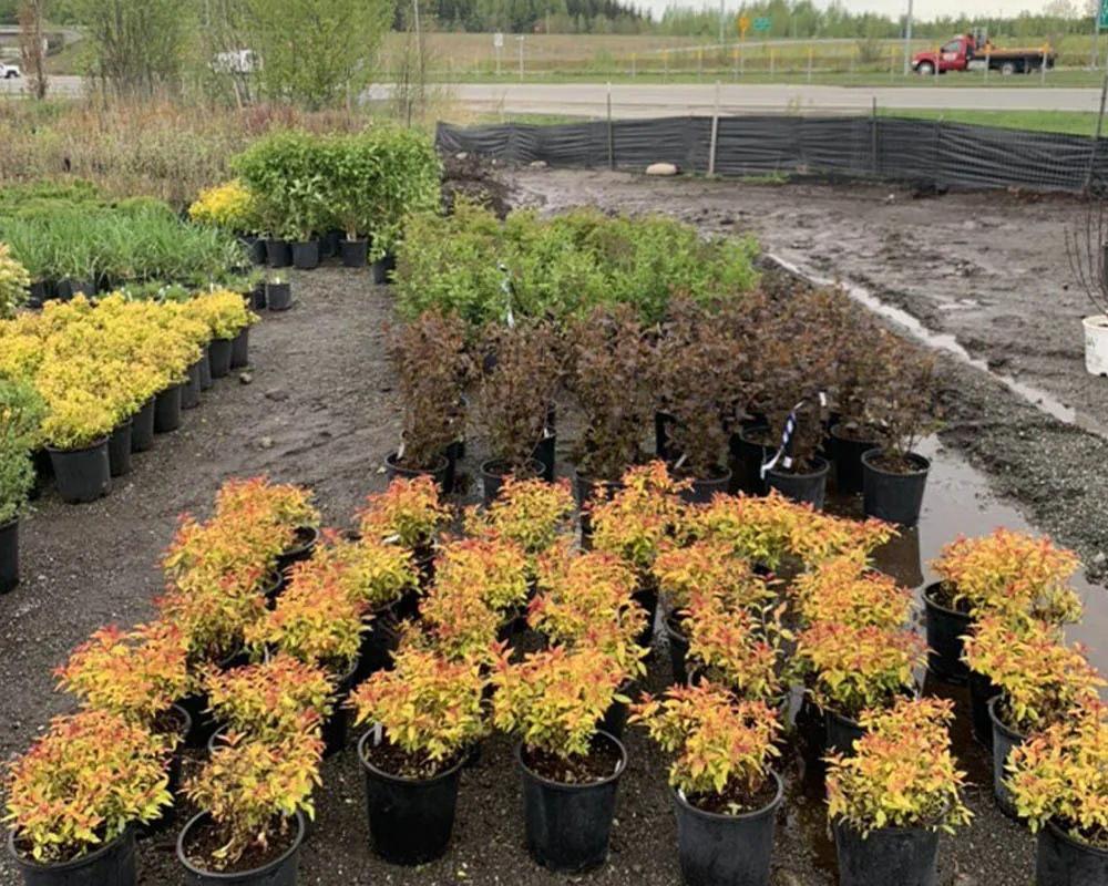 Goldmound and Magic Carpet spirea shrubs at Titan Nursery in Palmer Alaska