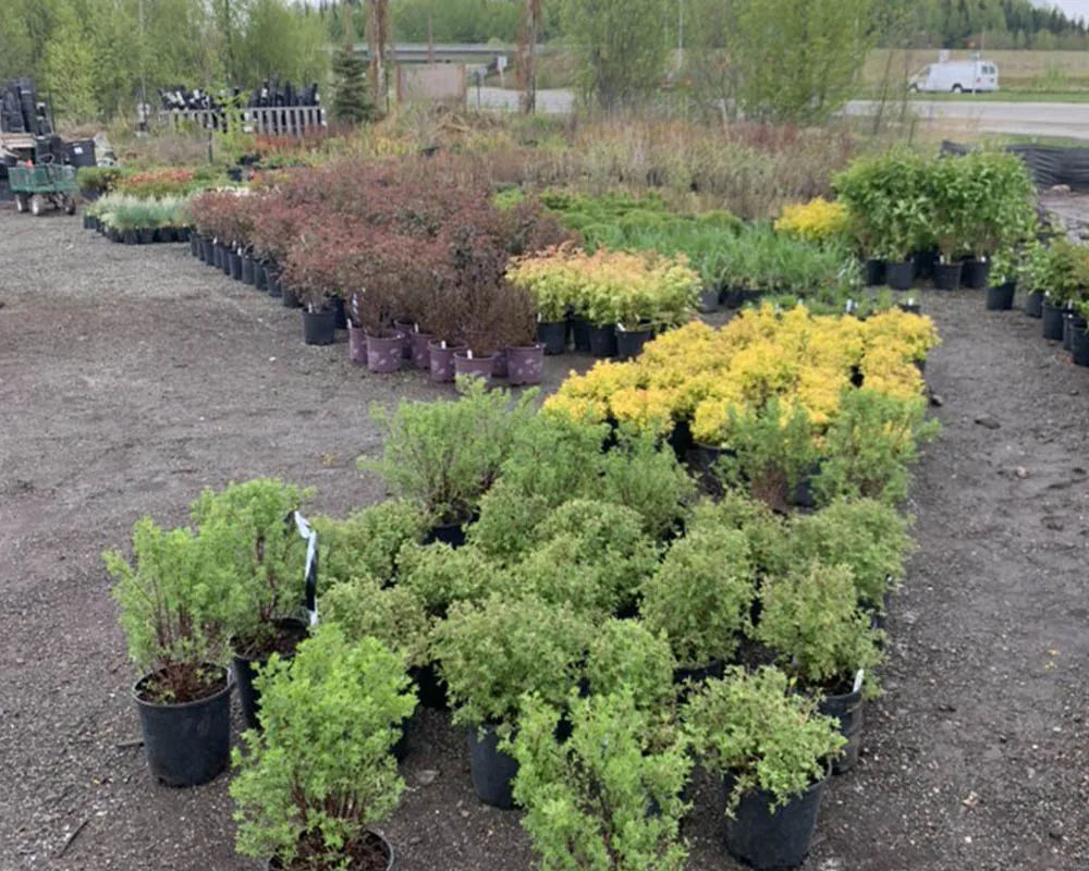 Titan Nursery trees and shrubs ready for planting, Anchorage Alaska