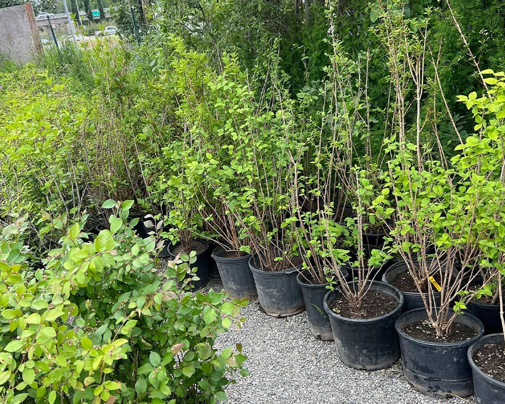 Large multi-stem lilac shrubs in pots at Titan Nursery in Anchorage Alaska