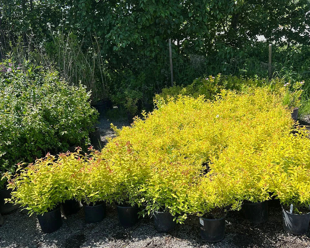 Mass planting of Goldmound spirea shrubs at Titan Nursery in Wasilla Alaska