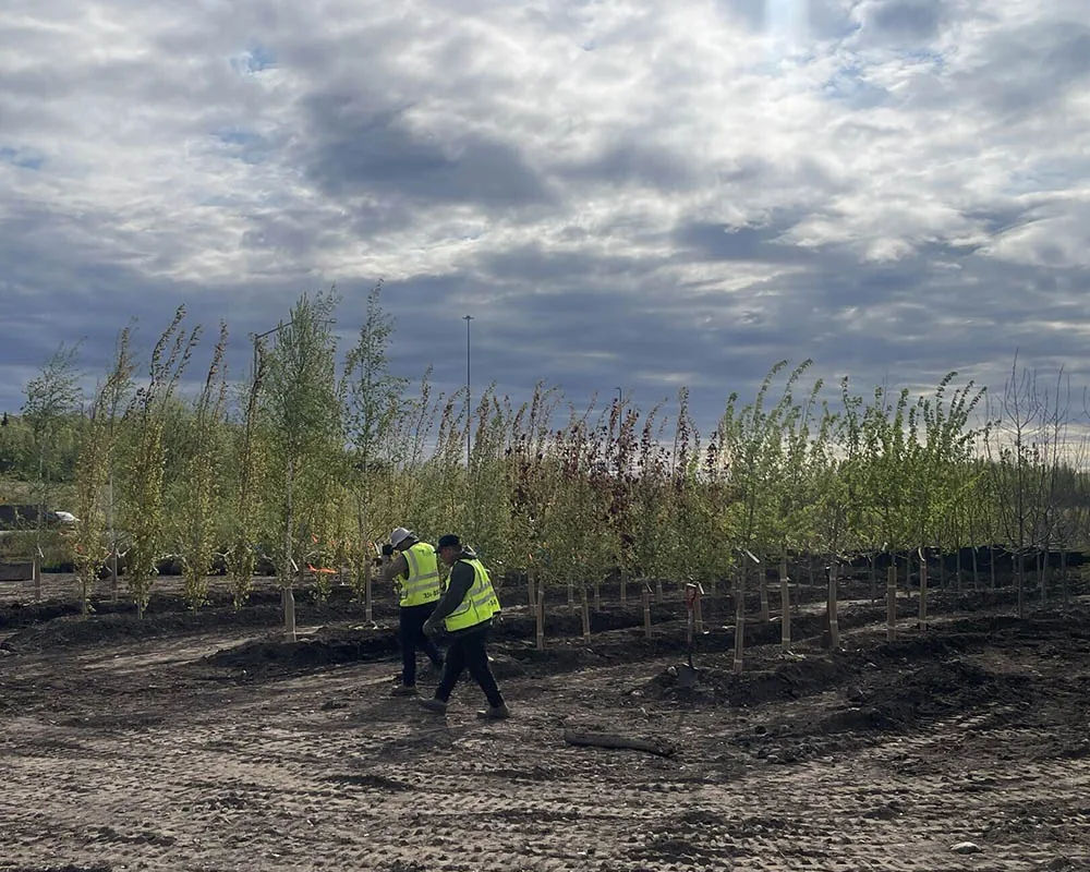 Titan Nursery crew planting trees on a commercial site in Anchorage Alaska