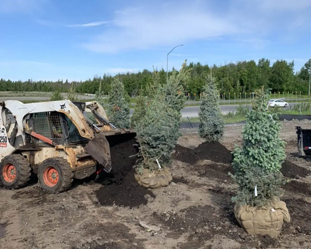 Blue spruce trees with burlapped rootballs being placed by Titan Nursery in Anchorage Alaska