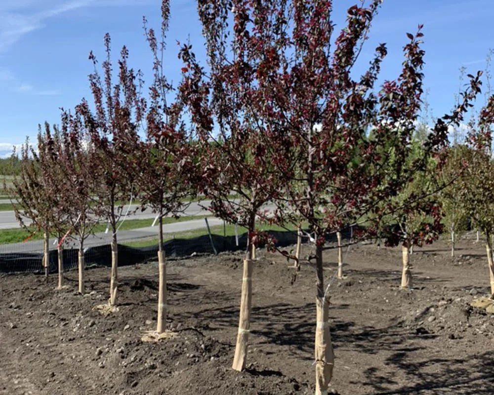 Flowering crabapple trees with red foliage at Titan Nursery in Palmer Alaska