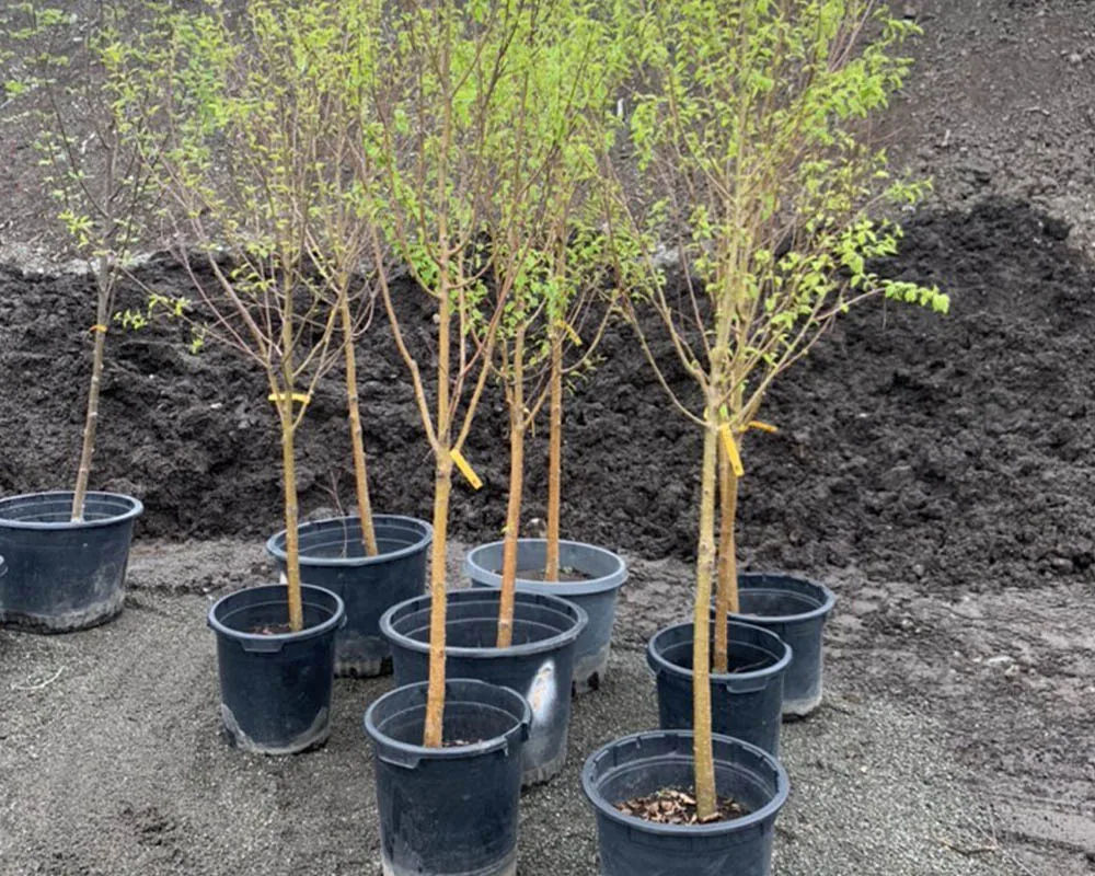 Potted tree saplings ready for installation at Titan Nursery in Anchorage Alaska