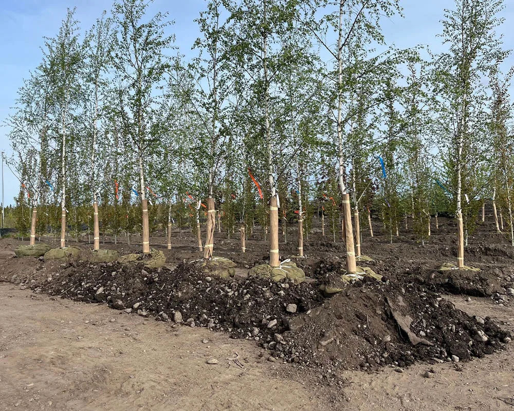 Row of paper birch trees growing at Titan Nursery in Big Lake Alaska