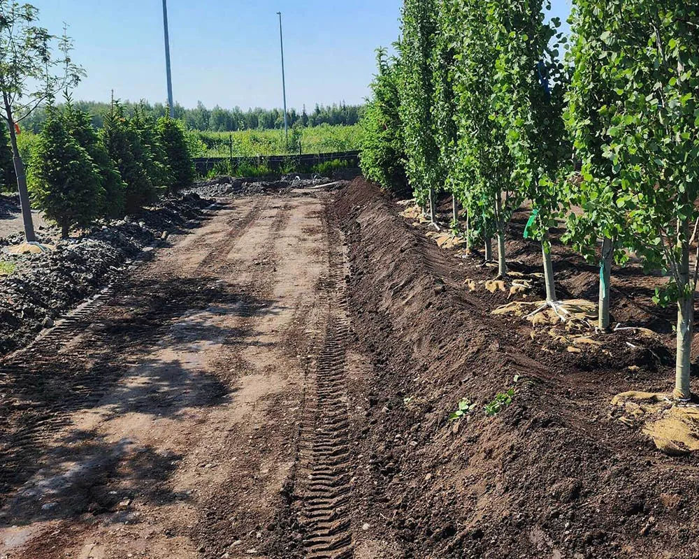Tree row planting site prepared for installation by Titan Nursery in Anchorage Alaska