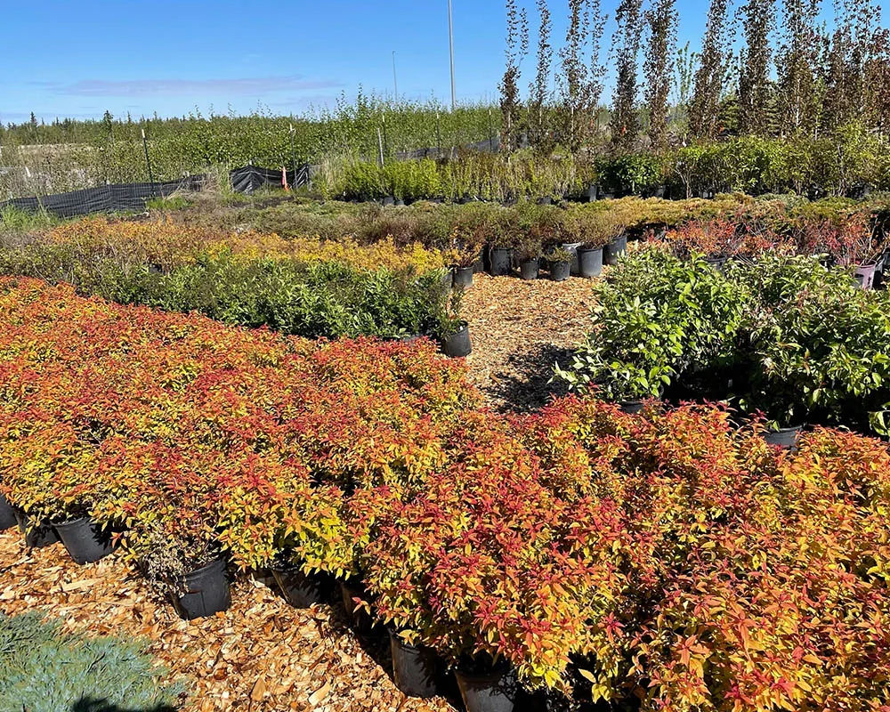 Fall-color spirea shrubs in red and orange at Titan Nursery in Anchorage Alaska