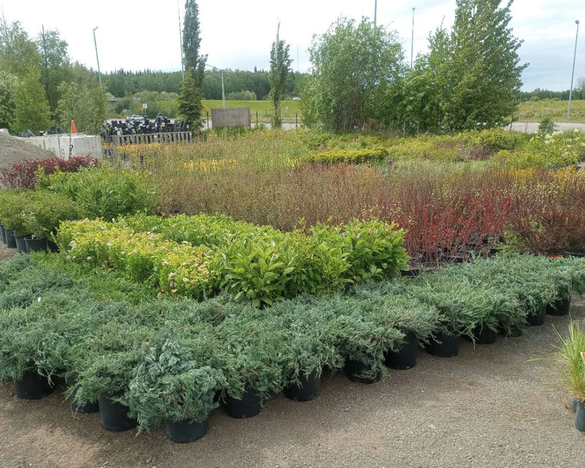 Hardy perennials and ornamental grasses in pots at Titan Nursery in Anchorage Alaska