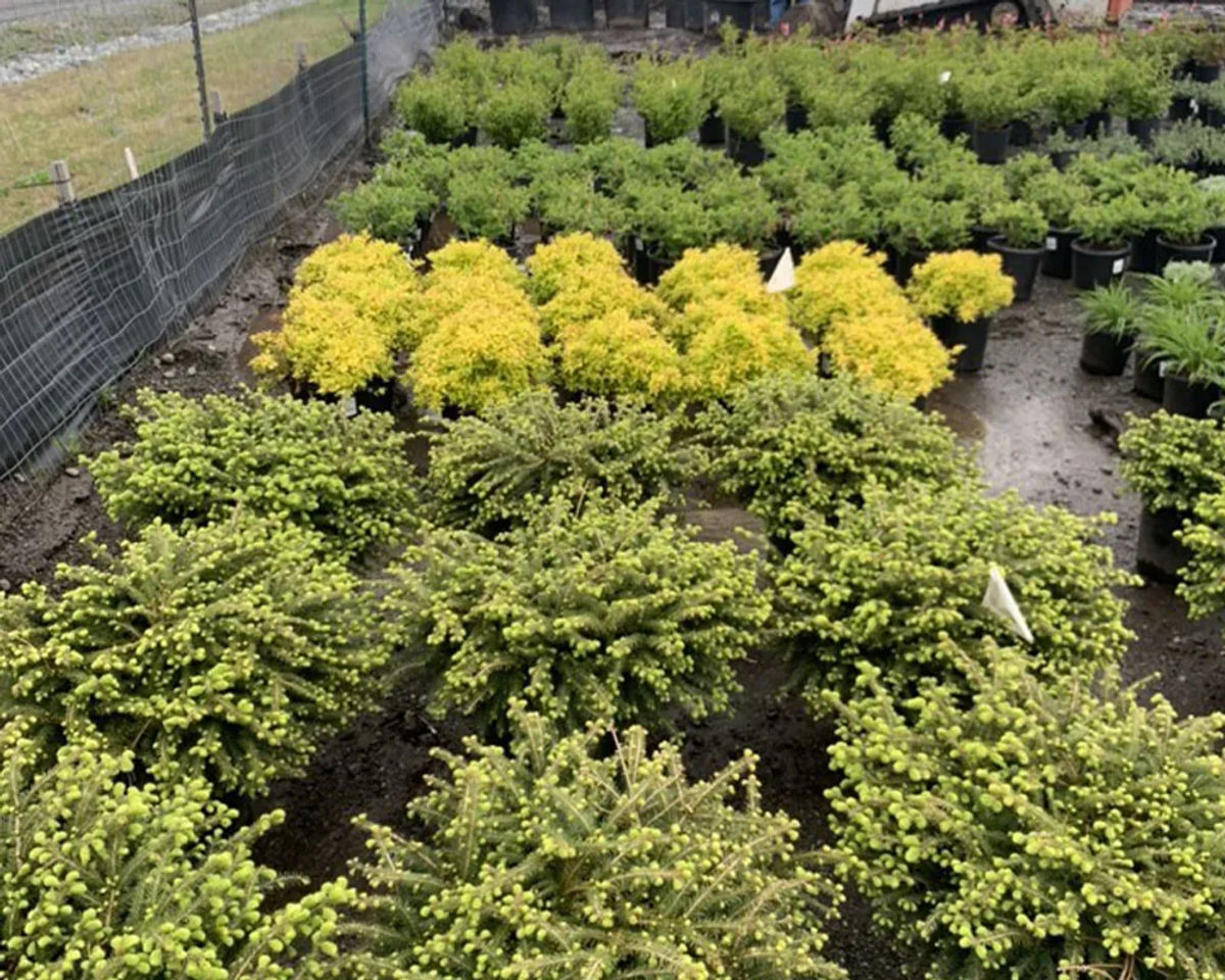 Flowering and hedge shrubs including spirea and dogwood at Titan Nursery in Anchorage Alaska