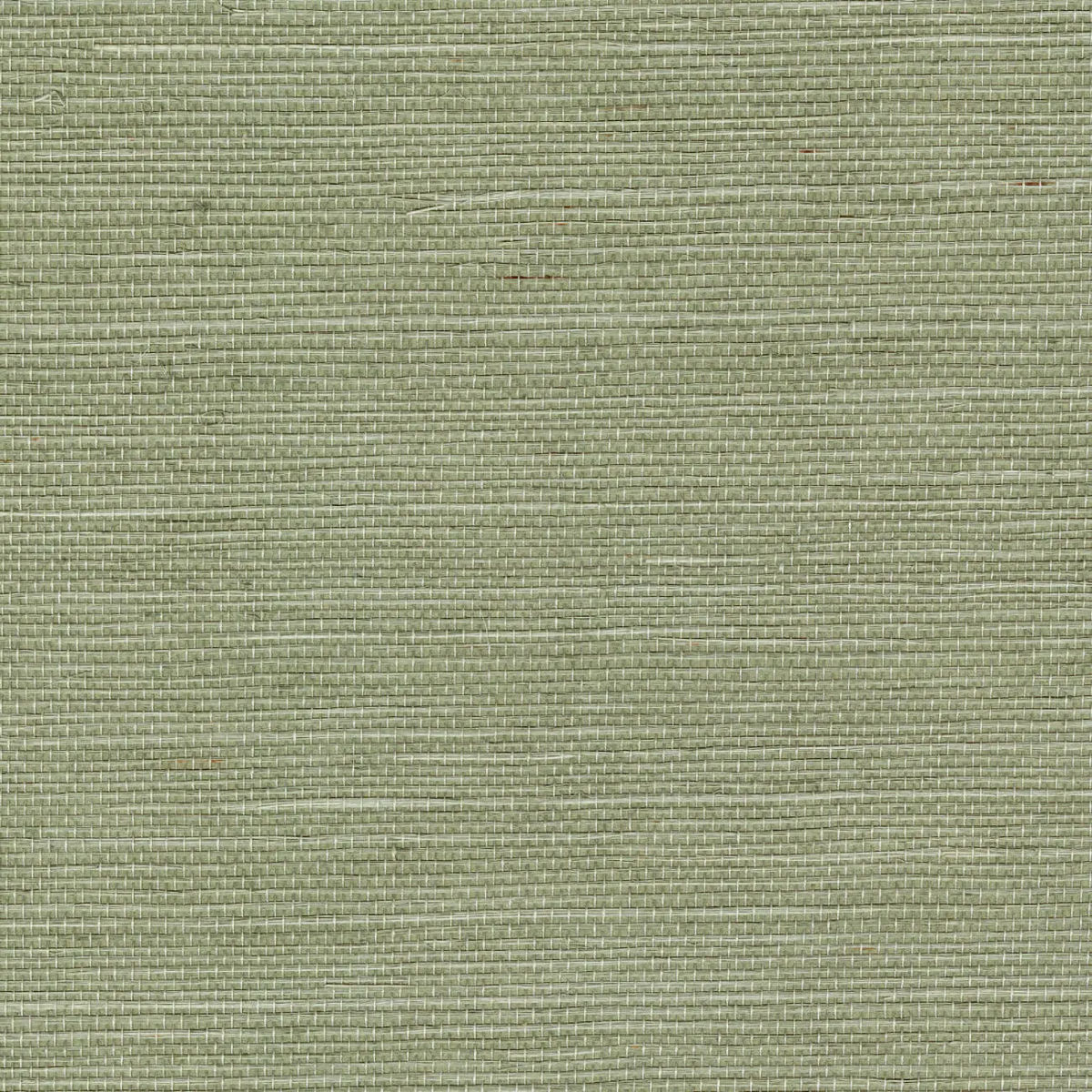 Sisal Amande — CMO Paris