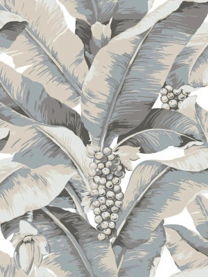 Paradisio Palm — Daisy Bennett