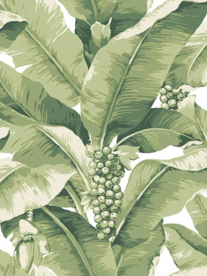Paradisio Palm — Daisy Bennett