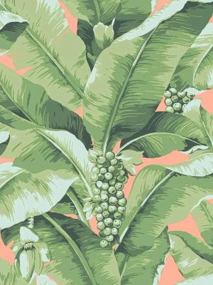 Paradisio Palm — Daisy Bennett