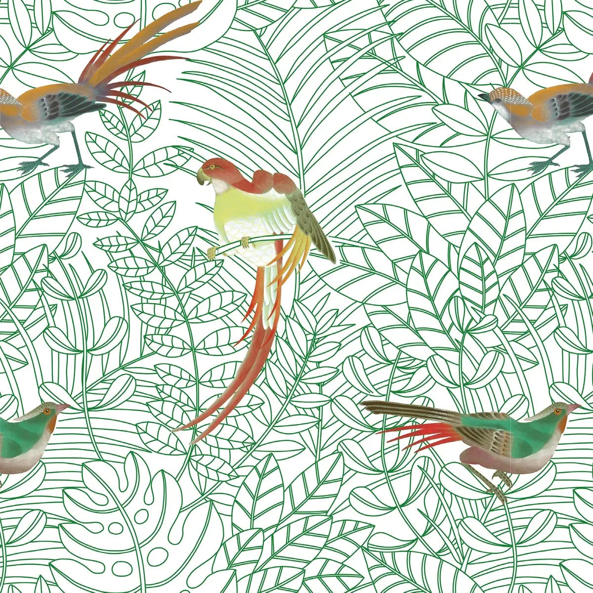 Amazone — Nobilis