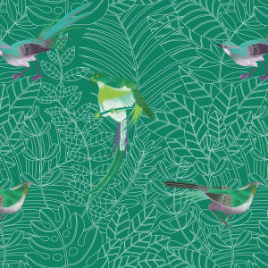 Amazone — Nobilis