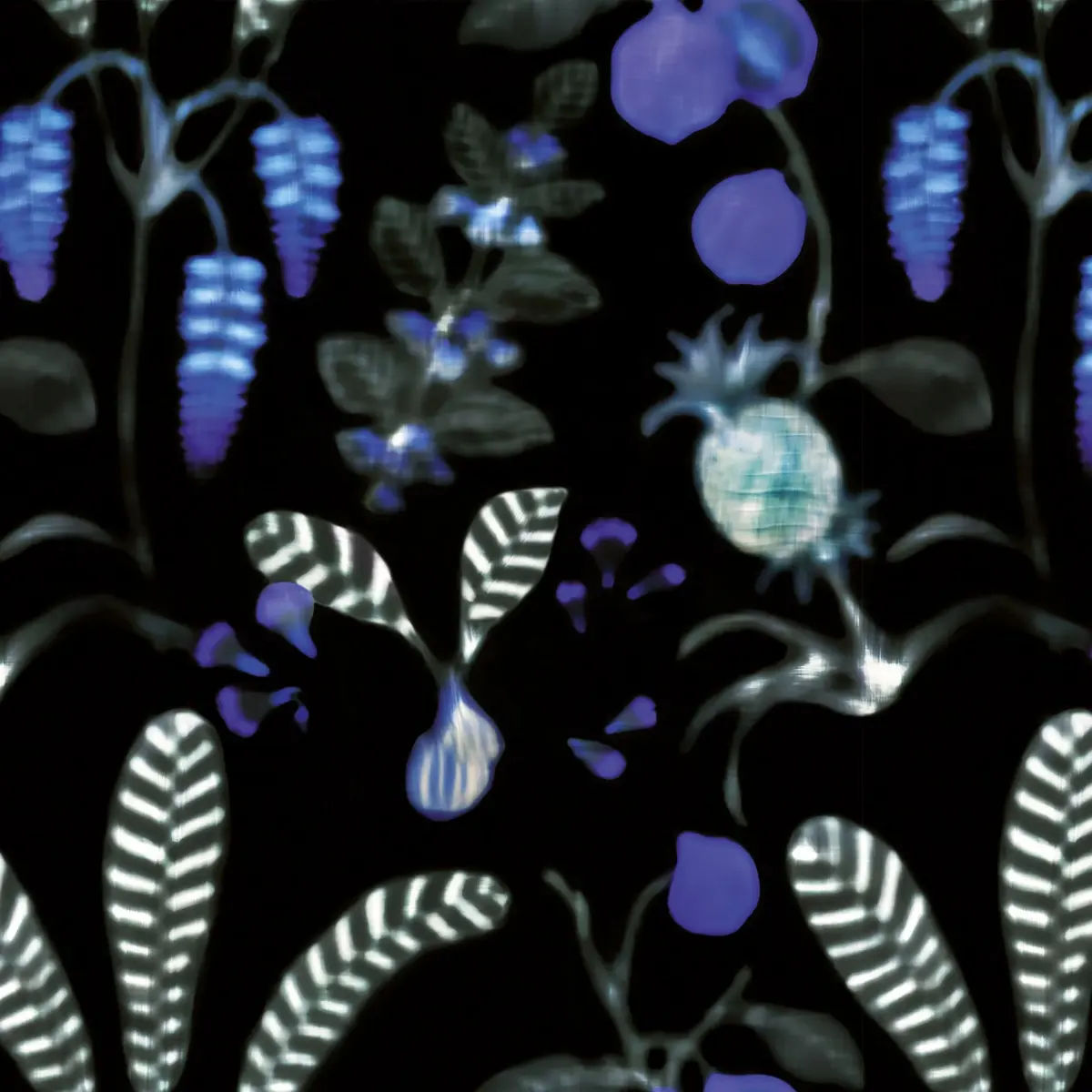 Daiquiri — Nobilis