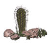 Cactus Magnet