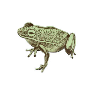 Frog Magnet - Green — Sian Zeng